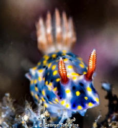 Nudie with Bokeh effect!!! by George Touliatos 